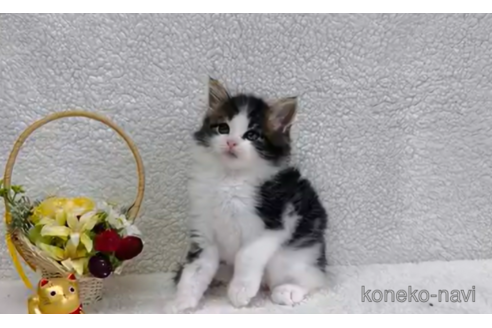 成約済の千葉県のノルウェージャンフォレストキャット-96956の7枚目